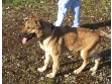 Adopt Mlodie a German Shepherd Dog, Labrador Retriever