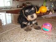 Adorable CKC Purebred Male Yorkie Puppy Looking for New Home ~