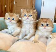  Quality Registered  Munchkin kittens